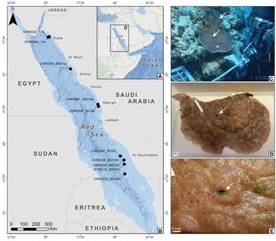 Diversity and distribution of coral gall crabs associated with Red Sea mesophotic corals